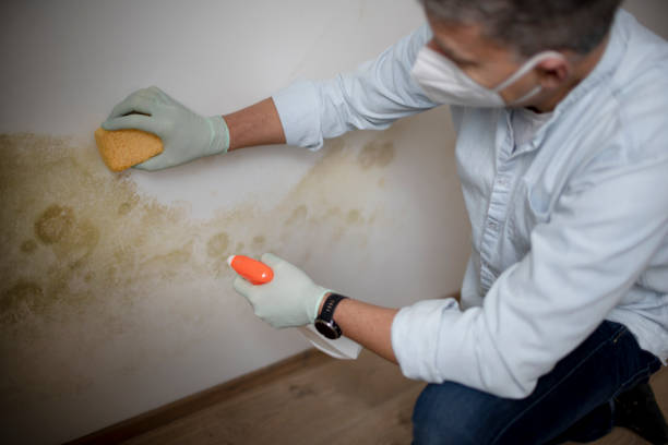 Best Commercial Mold Remediation in Reno, NV