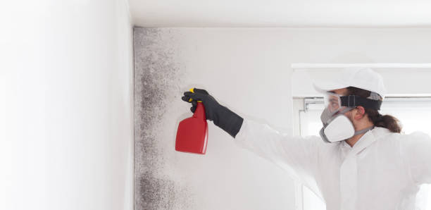 Best Attic Mold Remediation in Reno, NV