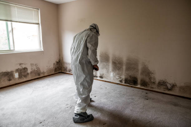 Best Mold Testing and Inspection Services in Reno, NV